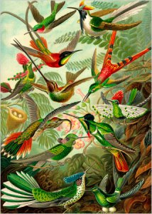 THIS PROFUSION OF HUMMINGBIRDS is from the book “Kunstformen der Natur,” by Ernst Haeckel, 1900. The names of the birds, like Topaza pella, or crimson topaz (third from top), and Sparganura sappho, or red-tailed comet (with forked tail), seem as lush and elaborate as their coloration.  